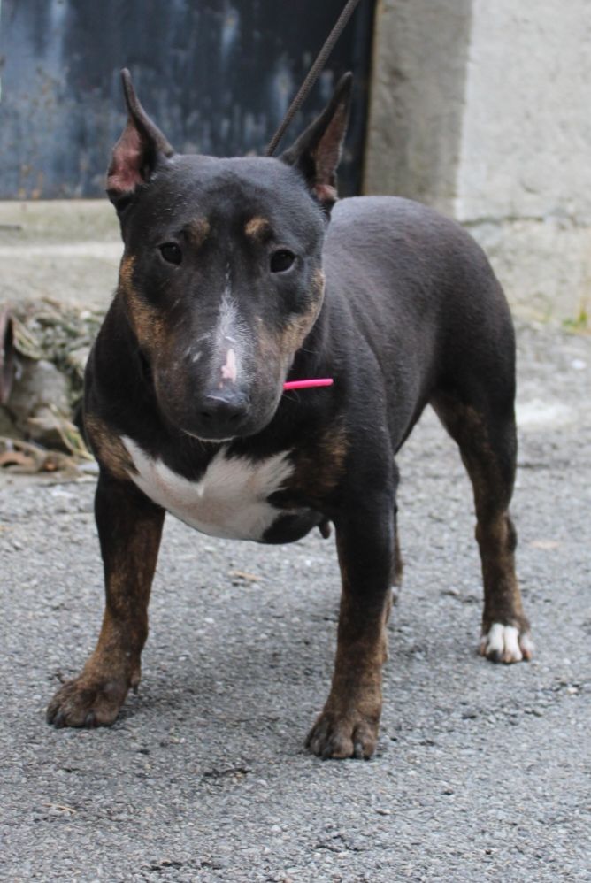 Toka toka hell's line