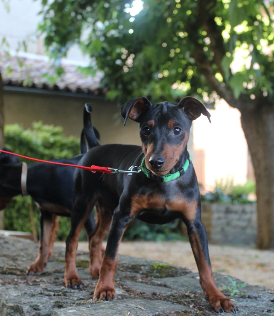 Angel Killer - Chiots disponibles - Pinscher nain