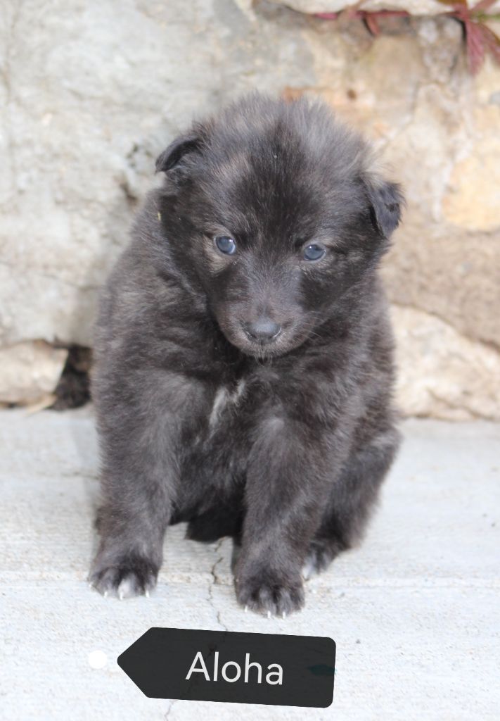 Angel Killer - Chiots disponibles - Berger hollandais