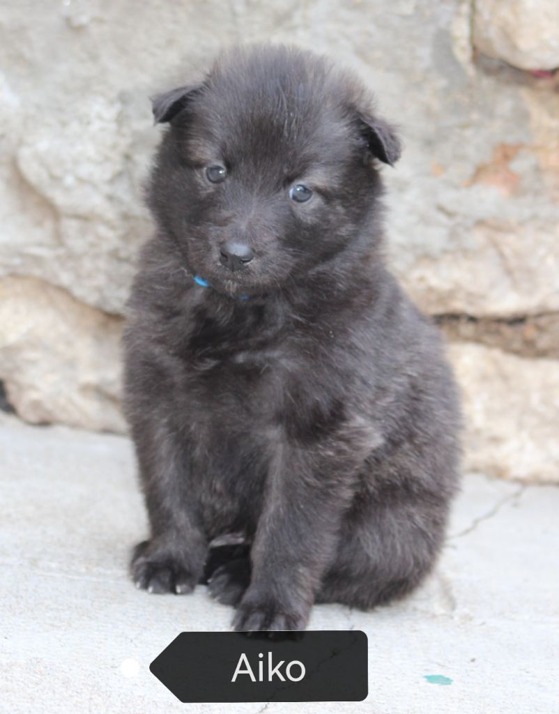 Angel Killer - Chiots disponibles - Berger hollandais