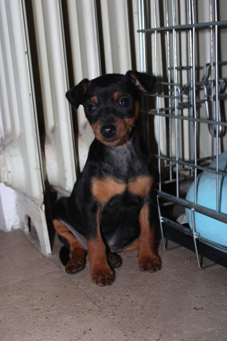 Angel Killer - Chiots disponibles - Pinscher nain