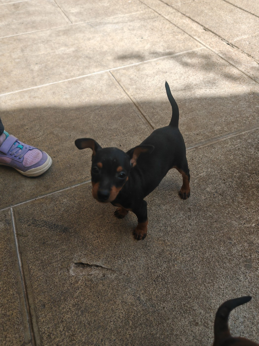 Angel Killer - Chiots disponibles - Pinscher nain
