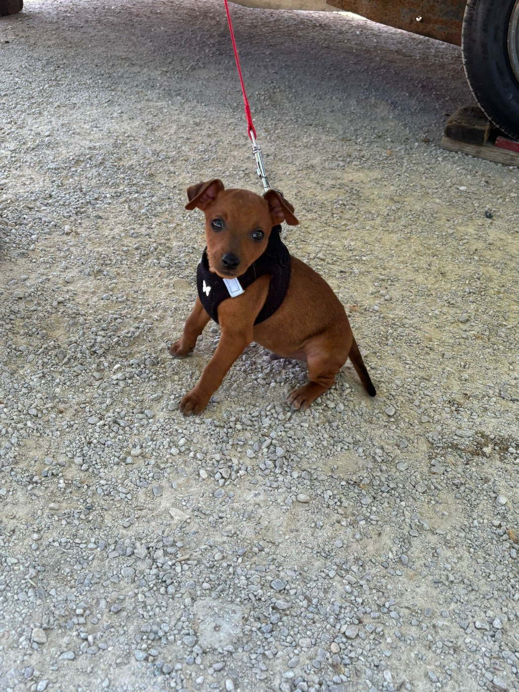 Angel Killer - Chiots disponibles - Pinscher nain