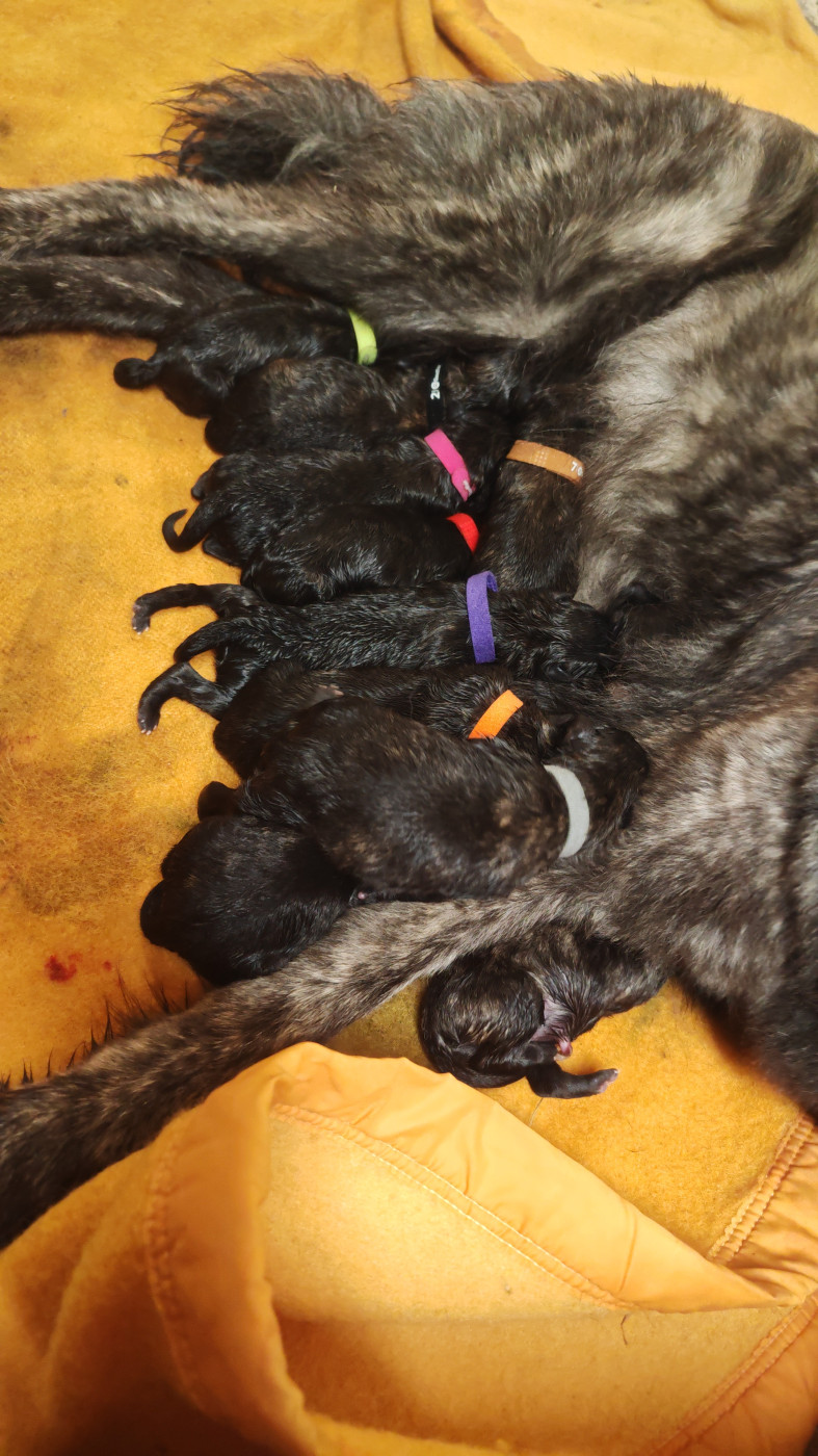 Chiot Berger hollandais Angel Killer
