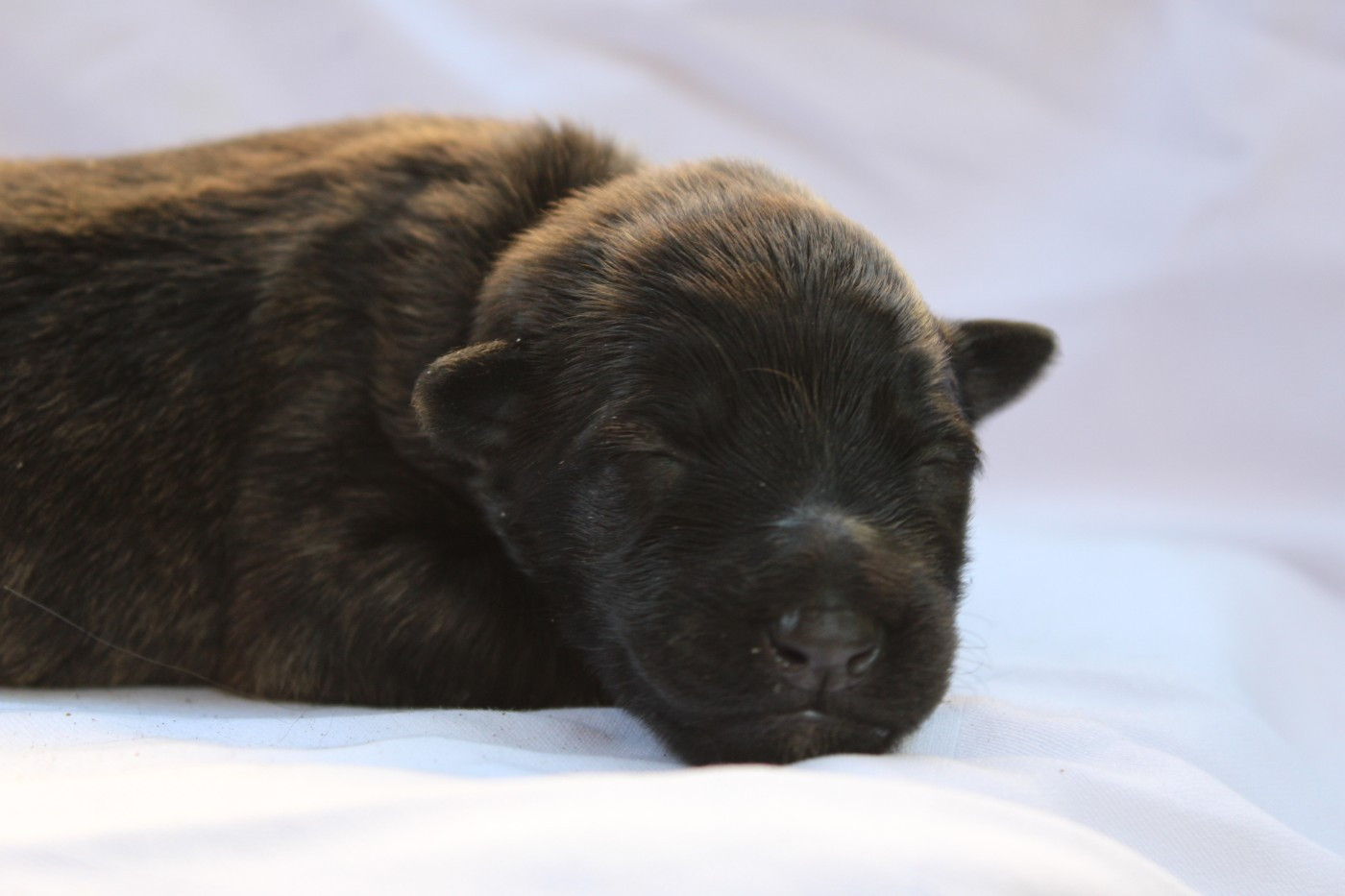 Angel Killer - Chiots disponibles - Berger hollandais