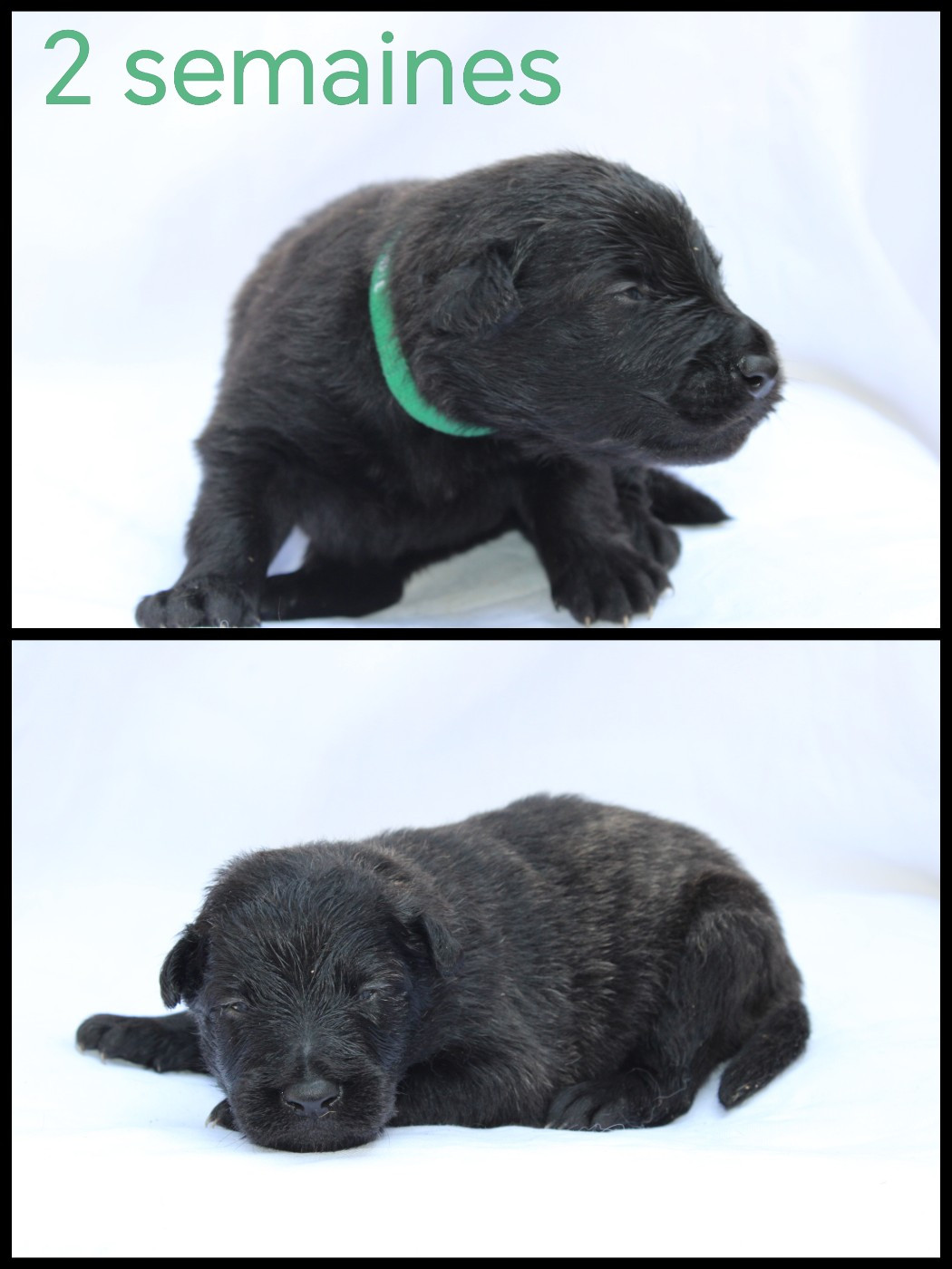 Angel Killer - Chiots disponibles - Berger hollandais