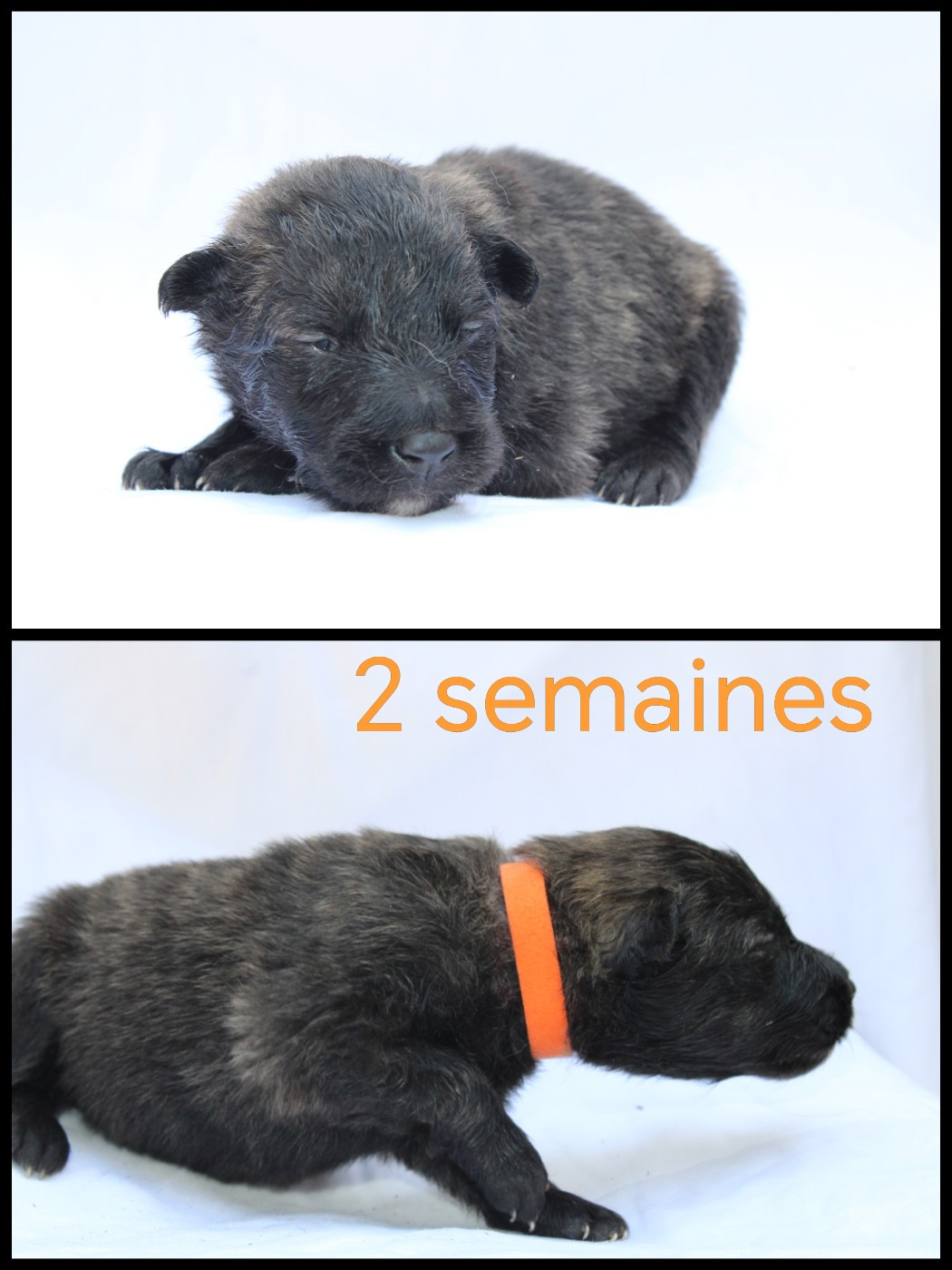 Angel Killer - Chiots disponibles - Berger hollandais