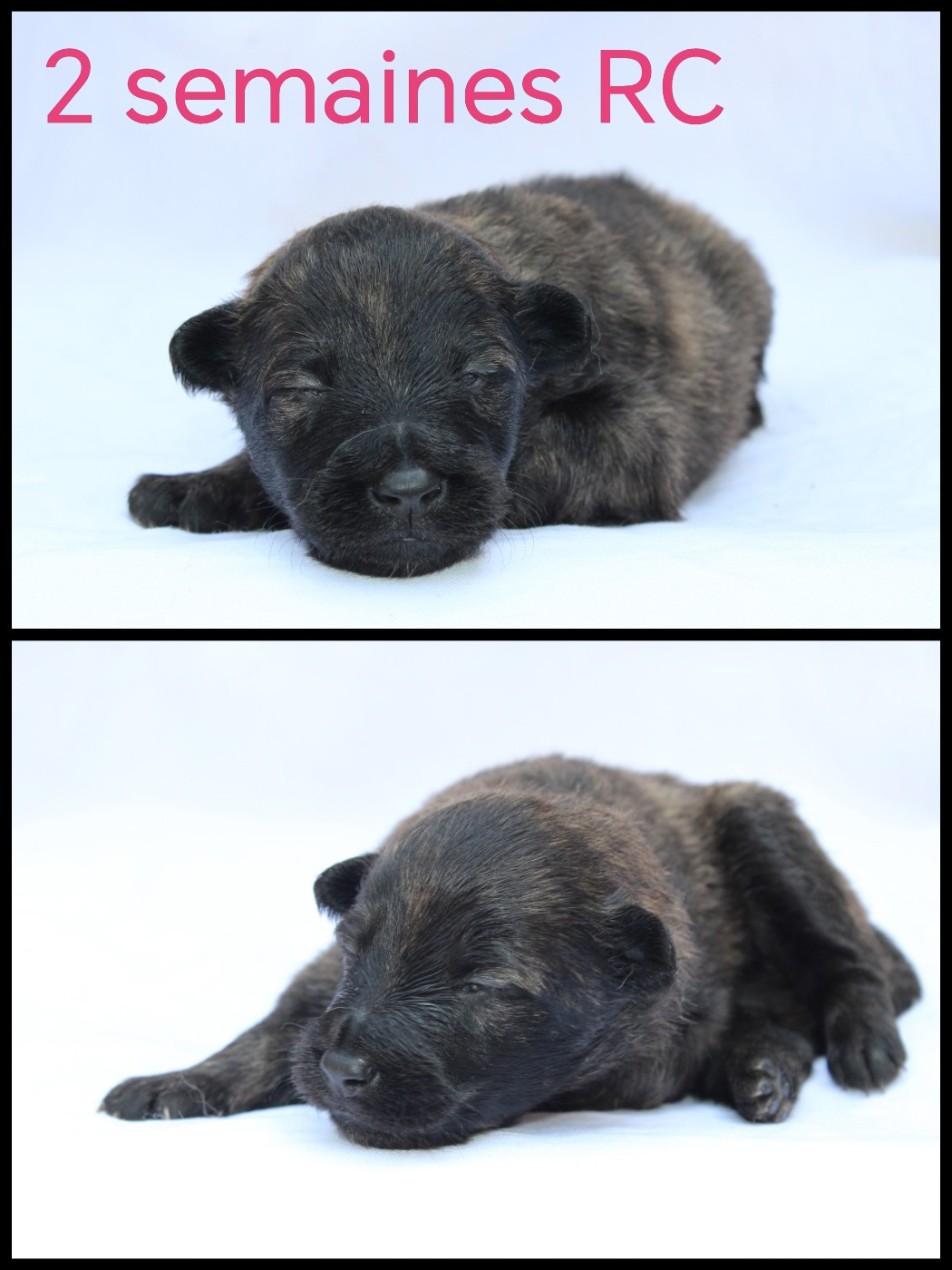 Angel Killer - Chiots disponibles - Berger hollandais
