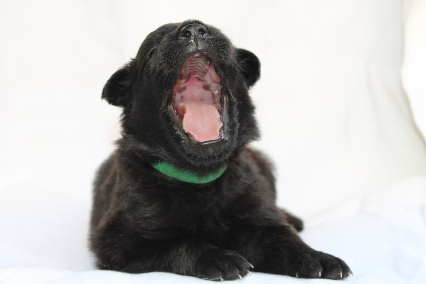 Angel Killer - Chiots disponibles - Berger hollandais
