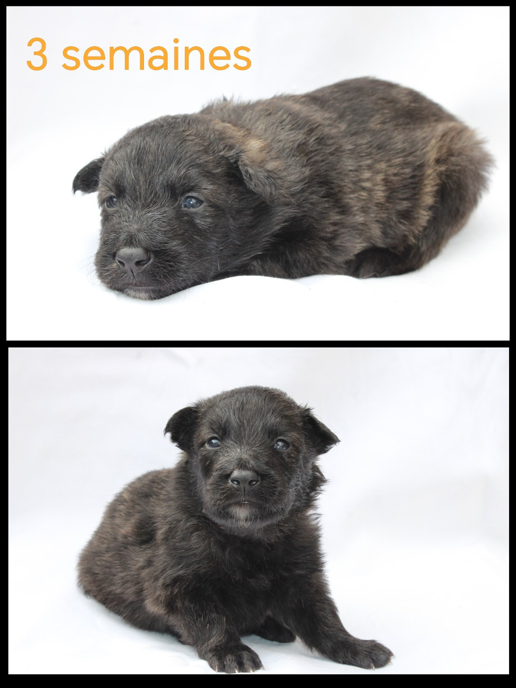 Angel Killer - Chiots disponibles - Berger hollandais