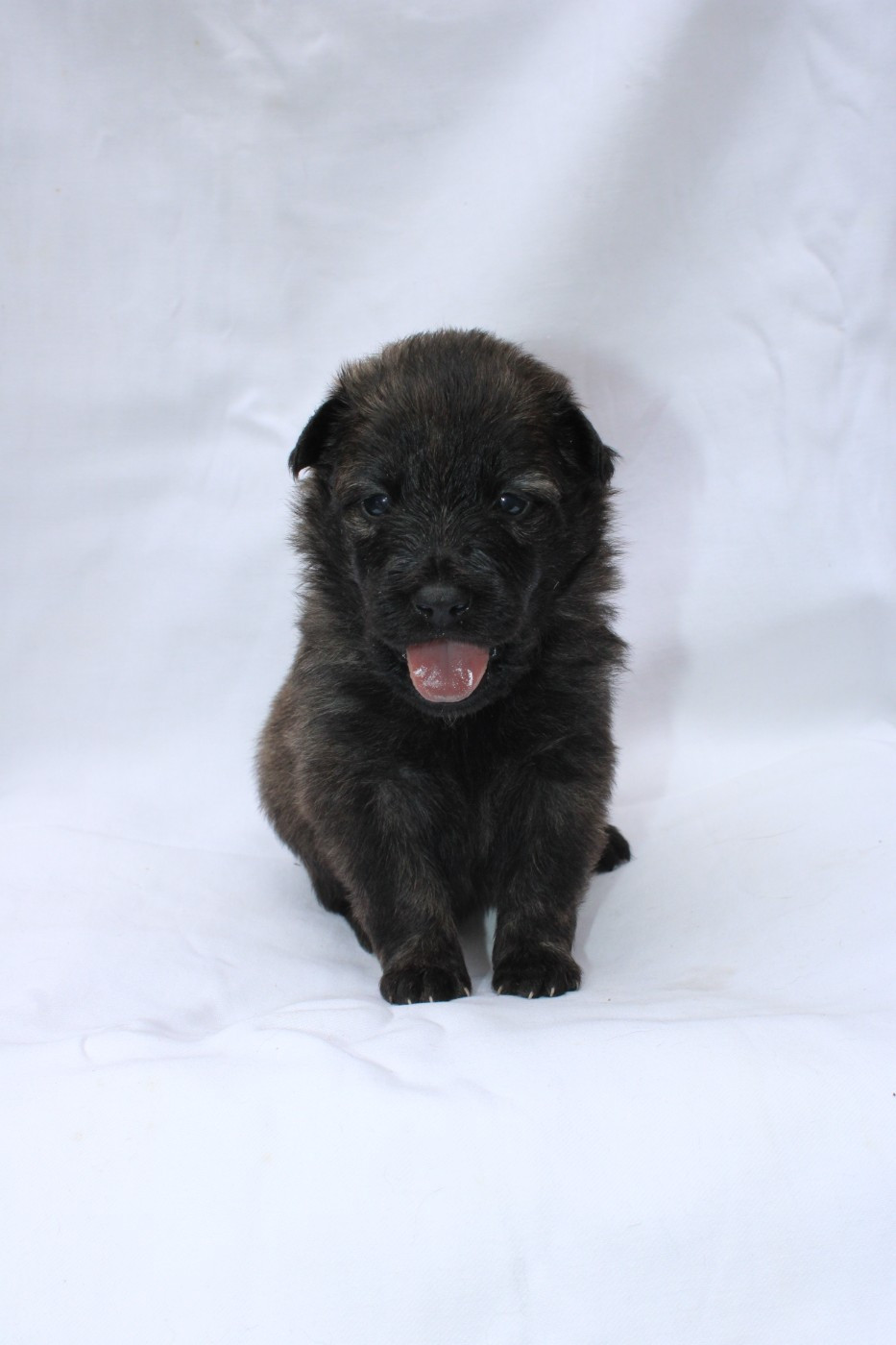 Angel Killer - Chiots disponibles - Berger hollandais