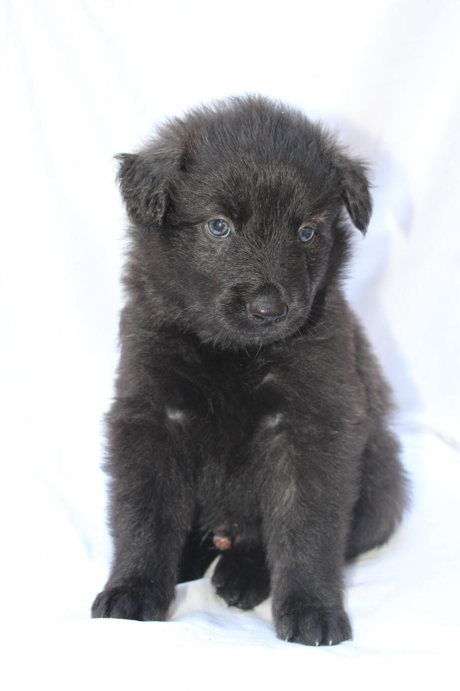 Angel Killer - Chiots disponibles - Berger hollandais