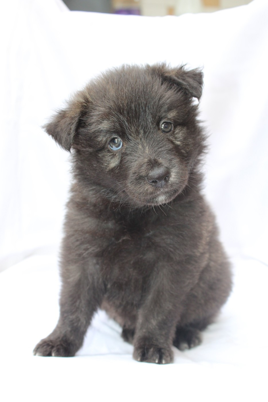 Angel Killer - Chiots disponibles - Berger hollandais
