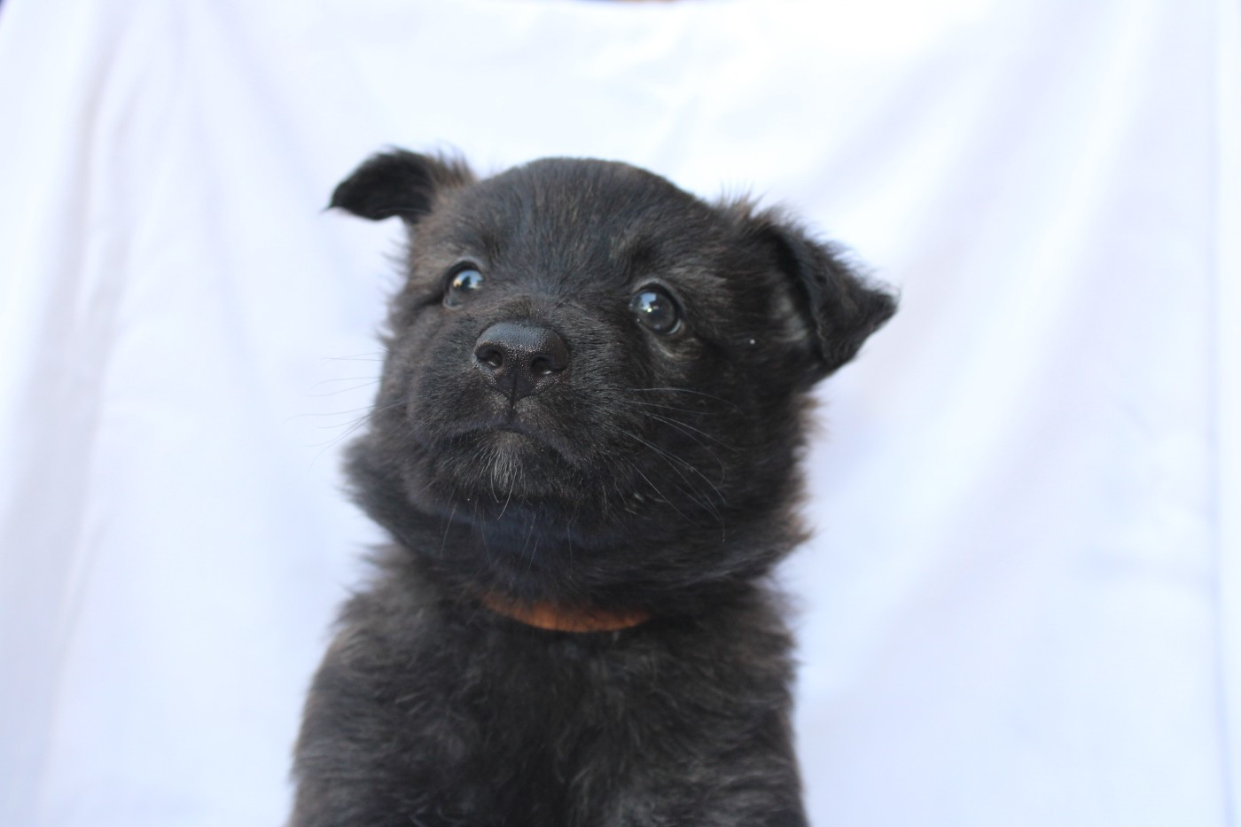 Angel Killer - Chiots disponibles - Berger hollandais