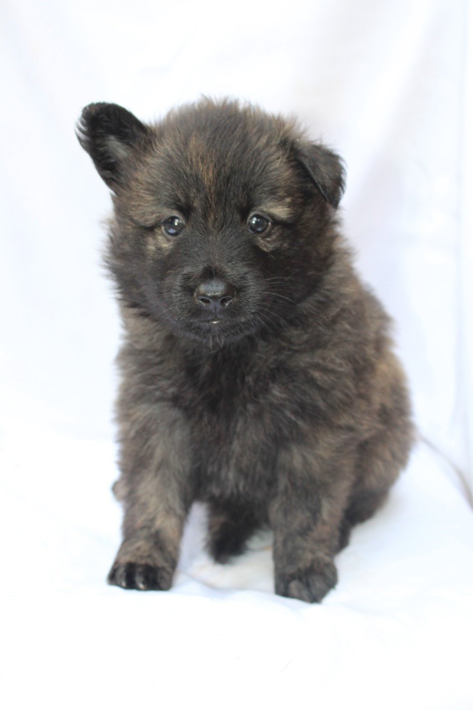Angel Killer - Chiots disponibles - Berger hollandais