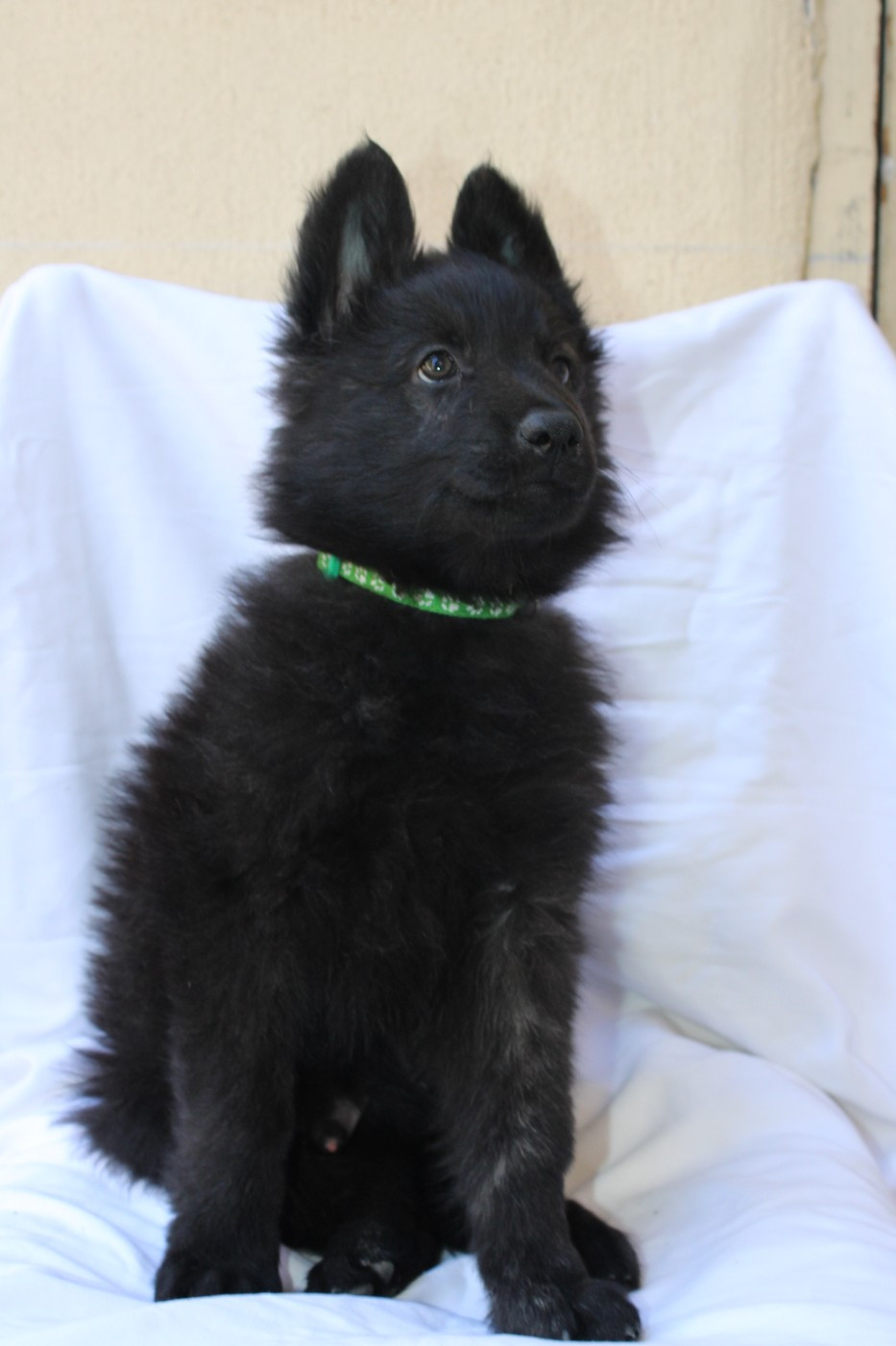 Angel Killer - Chiots disponibles - Berger hollandais