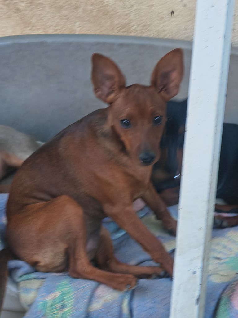 Angel Killer - Chiots disponibles - Pinscher nain