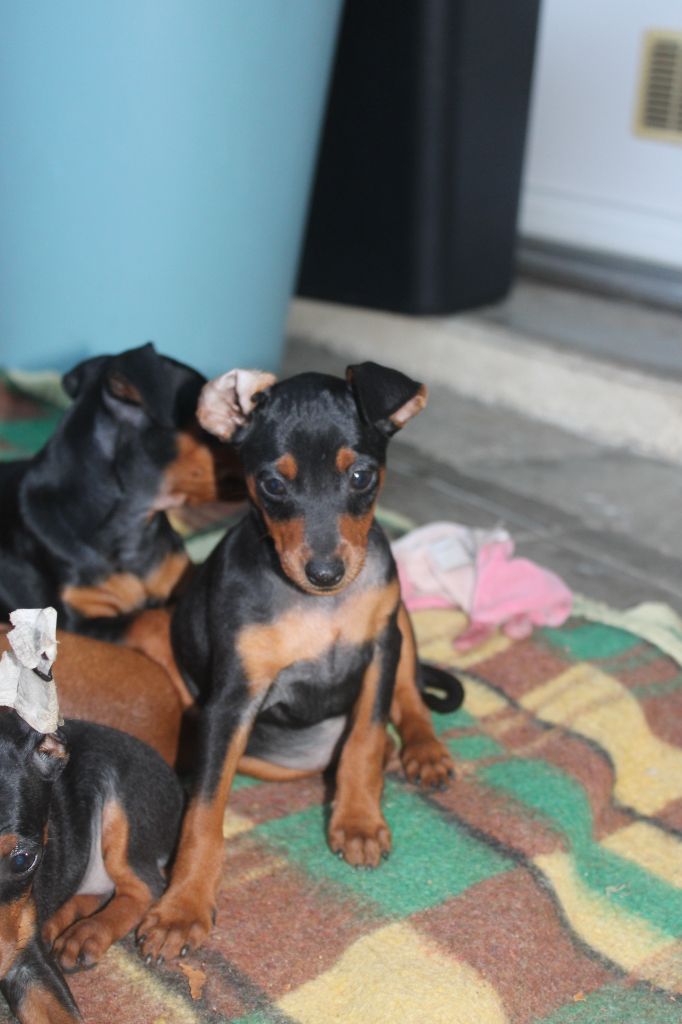 Angel Killer - Chiots disponibles - Pinscher nain