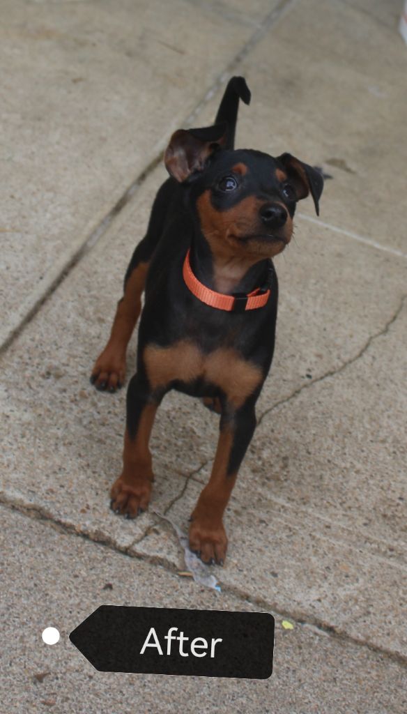 Angel Killer - Chiots disponibles - Pinscher nain