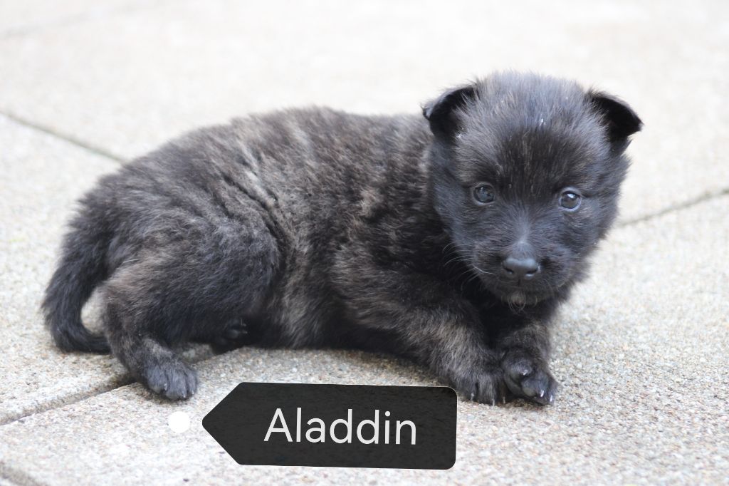Angel Killer - Chiots disponibles - Berger hollandais