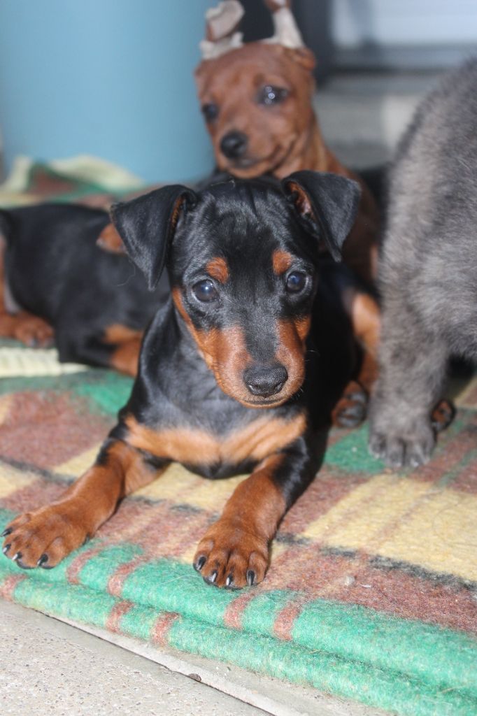 Angel Killer - Chiots disponibles - Pinscher nain