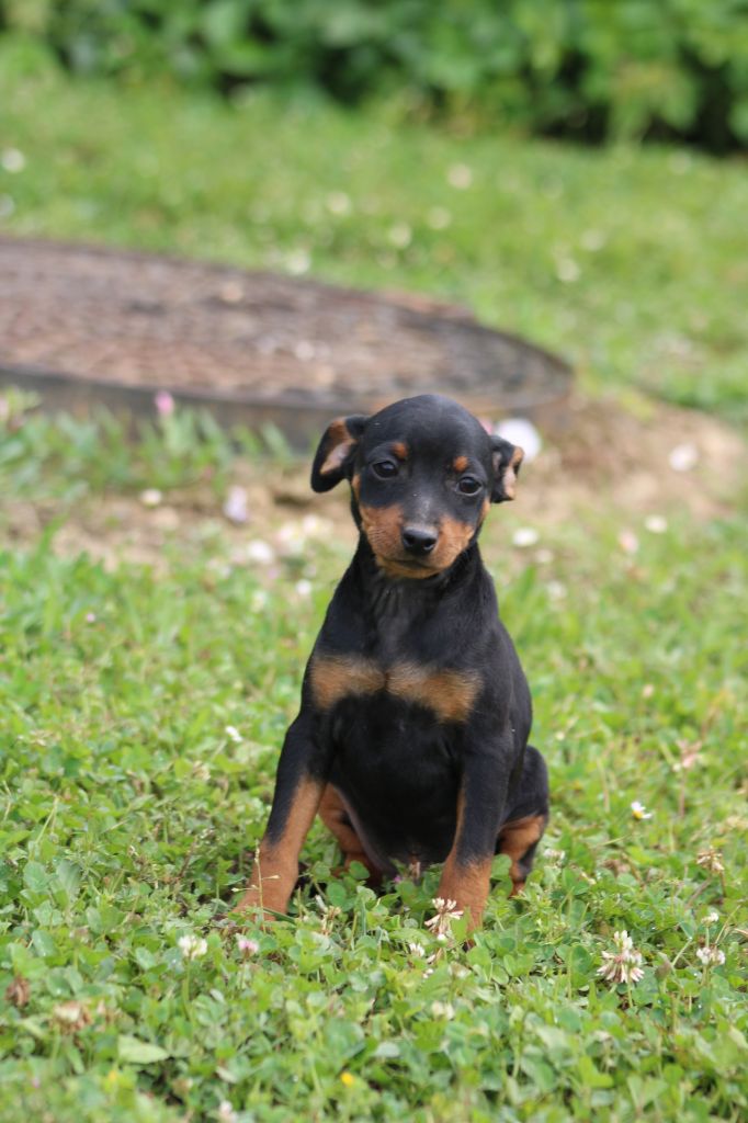 Angel Killer - Chiots disponibles - Pinscher nain