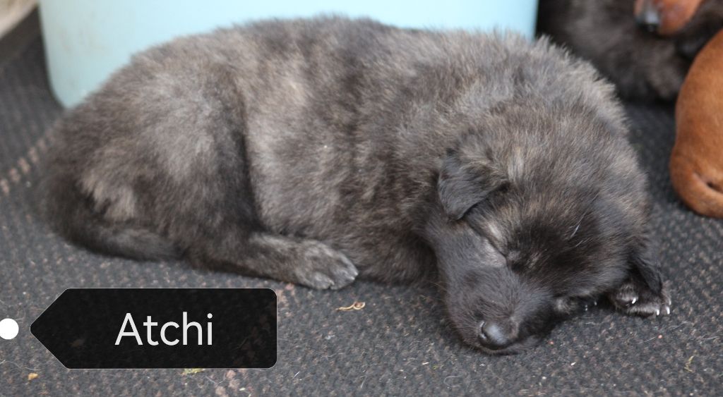 Angel Killer - Chiots disponibles - Berger hollandais