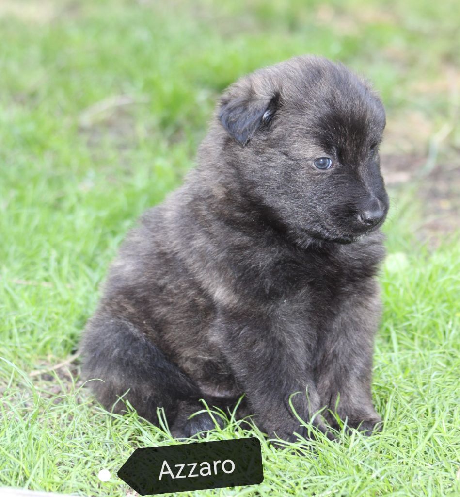 Angel Killer - Chiots disponibles - Berger hollandais