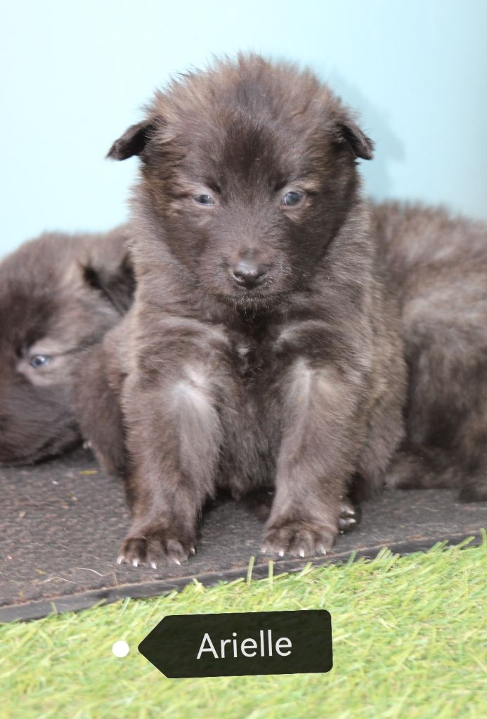 Angel Killer - Chiots disponibles - Berger hollandais