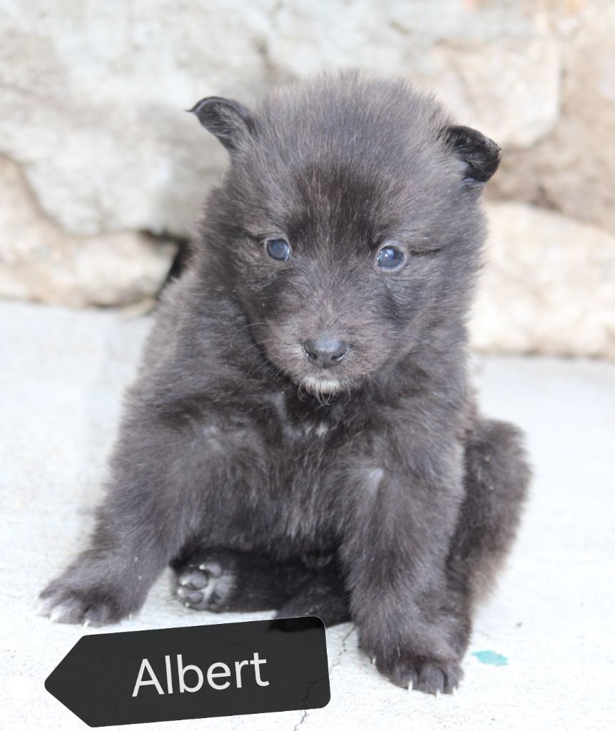Angel Killer - Chiots disponibles - Berger hollandais