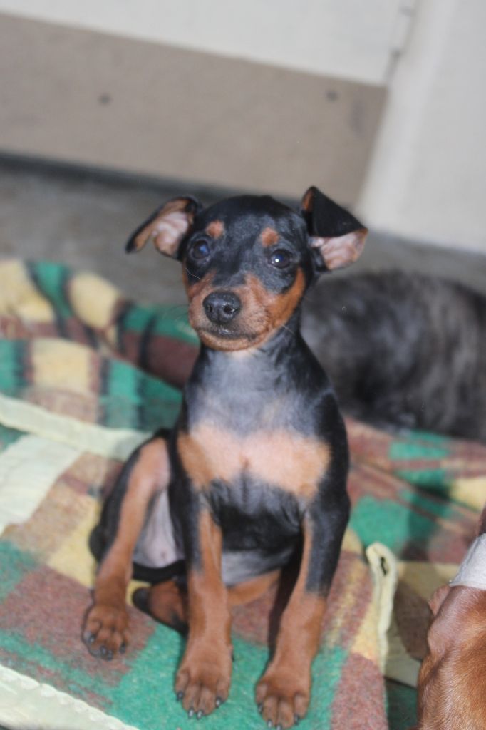 Angel Killer - Chiots disponibles - Pinscher nain