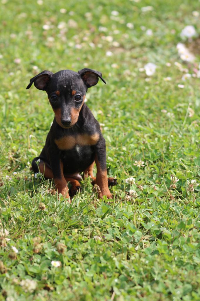 Angel Killer - Chiots disponibles - Pinscher nain