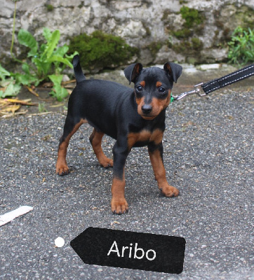 Aribo