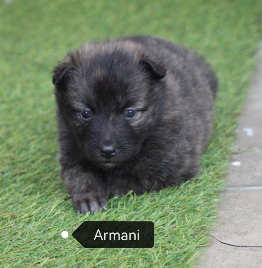 Angel Killer - Chiots disponibles - Berger hollandais