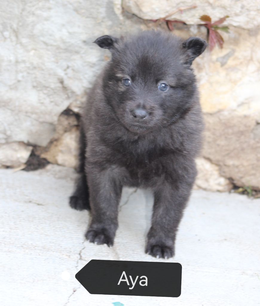 Angel Killer - Chiots disponibles - Berger hollandais