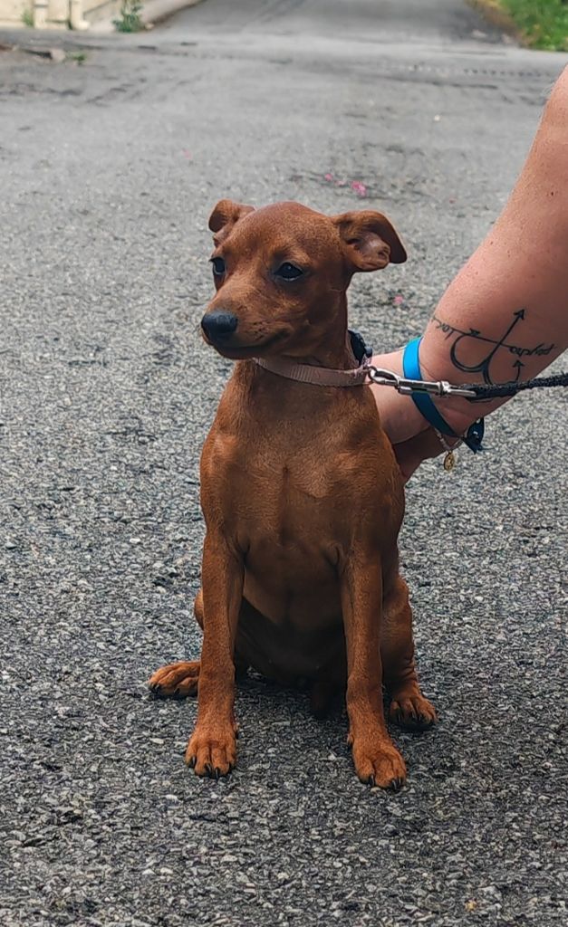 Angel Killer - Chiots disponibles - Pinscher nain