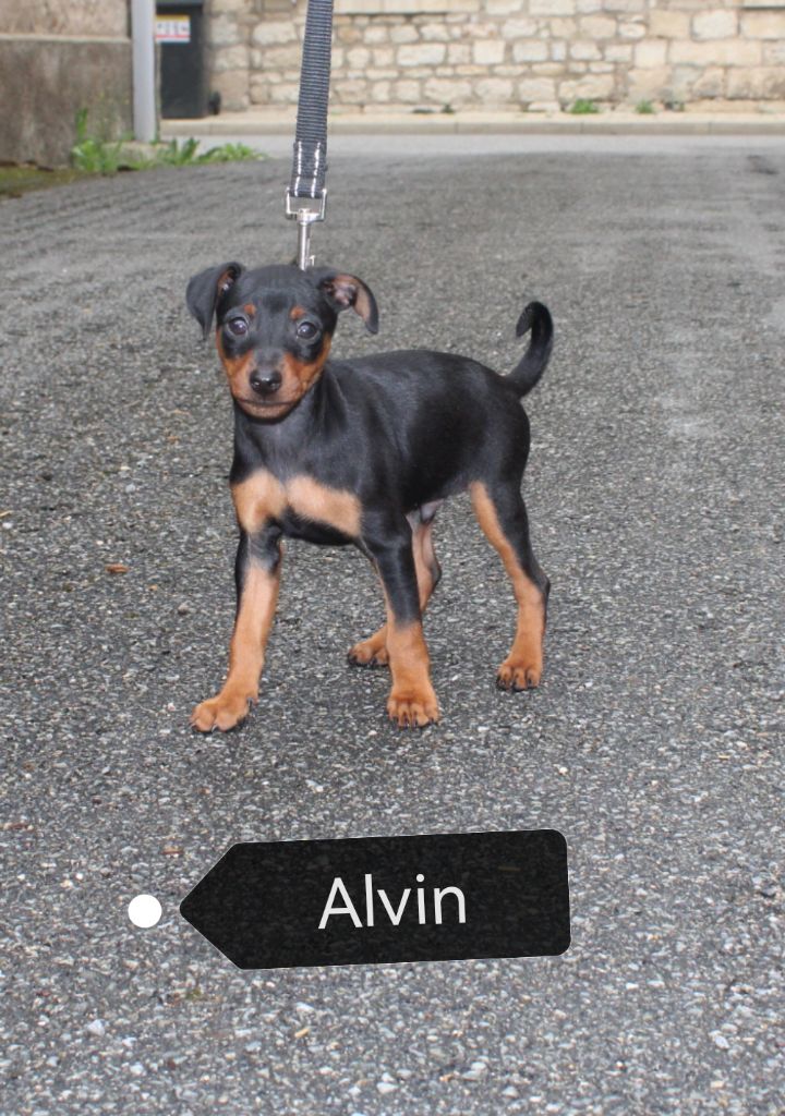 Angel Killer - Chiots disponibles - Pinscher nain