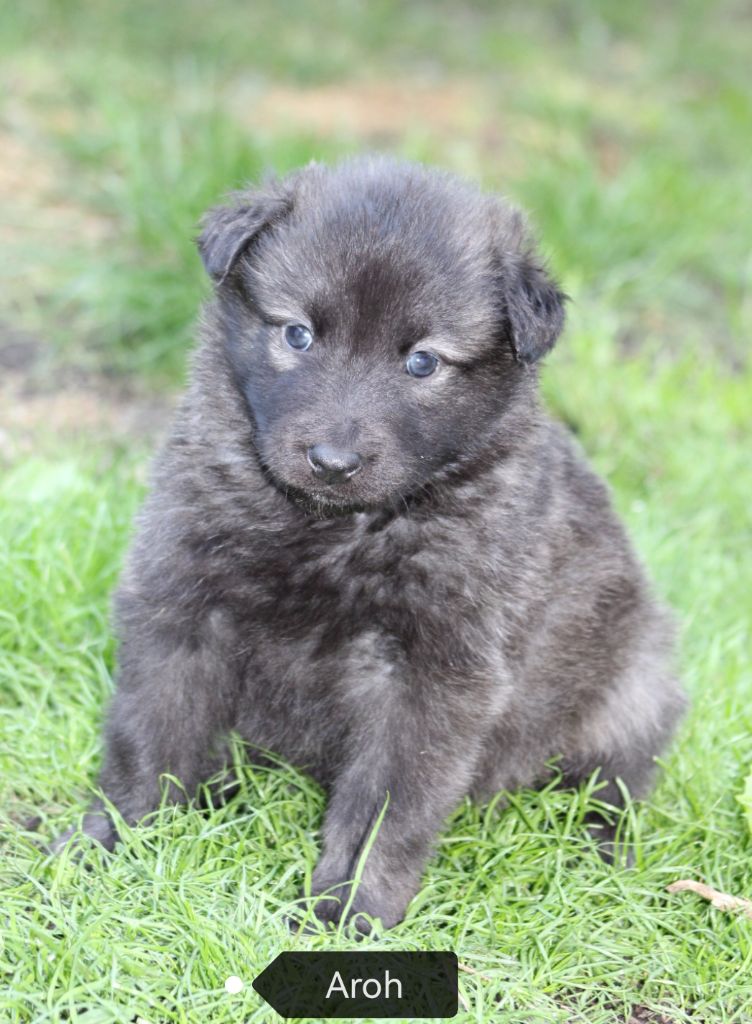 Angel Killer - Chiots disponibles - Berger hollandais